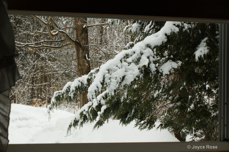 Winter View through my Window