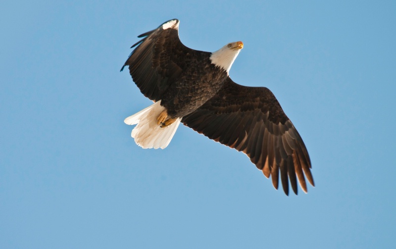 Soaring eagle - ID: 11450741 © Linda R. Ragsdale