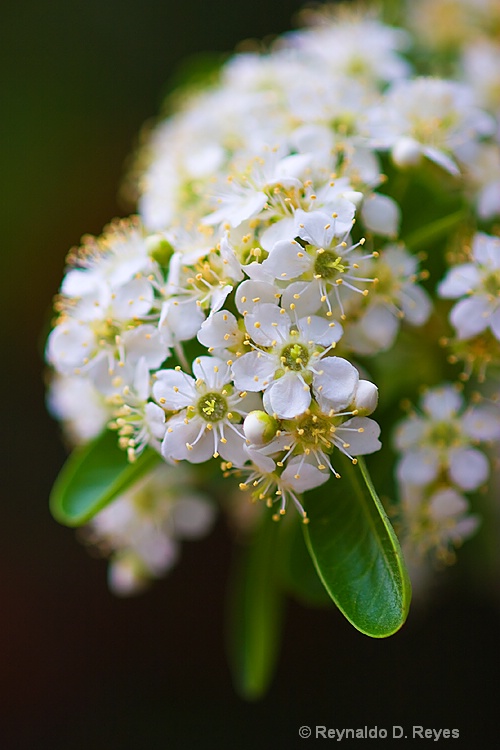 Spring Promise