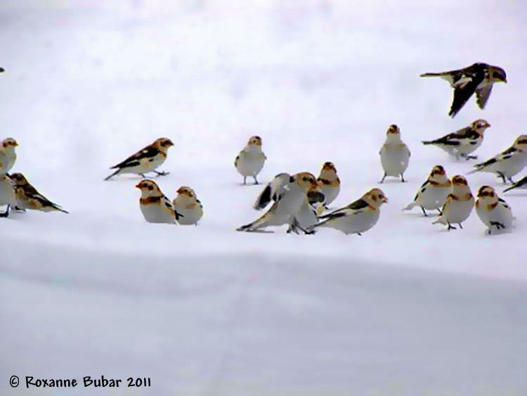 Snowbirds