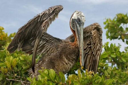 Roosting Pelican