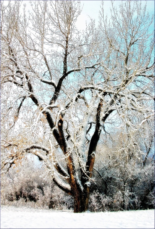 Winter Tree Design