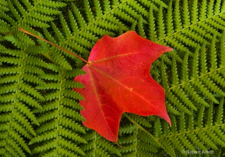 Fern and maple leaf