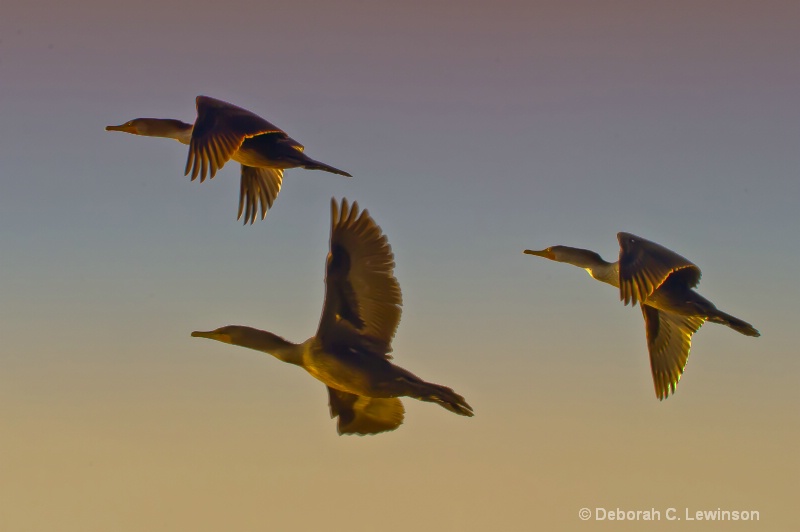 Cormorants at Sunset - ID: 11454164 © Deborah C. Lewinson