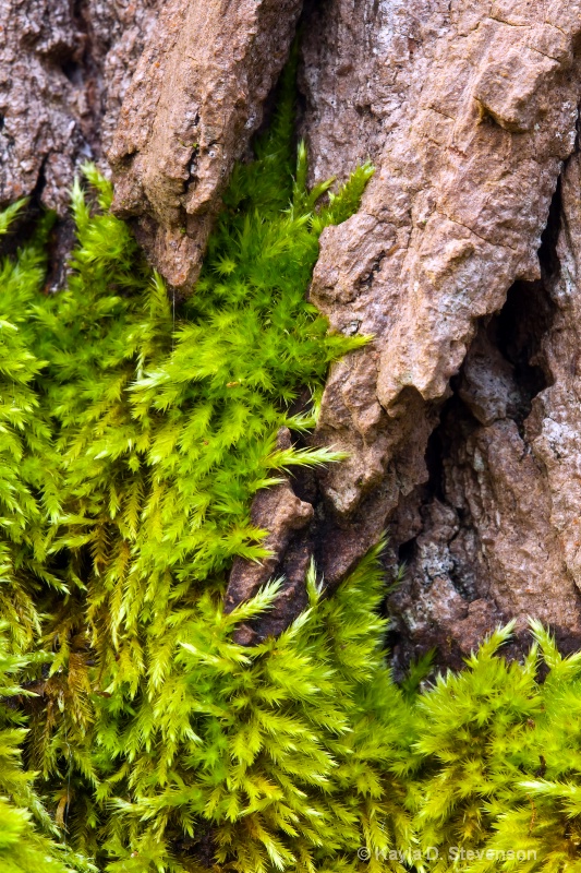 Moss on Cedar Tree