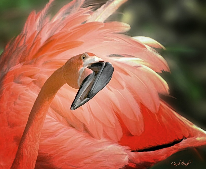 Caribbean Flamingo - ID: 11454704 © Carol Eade