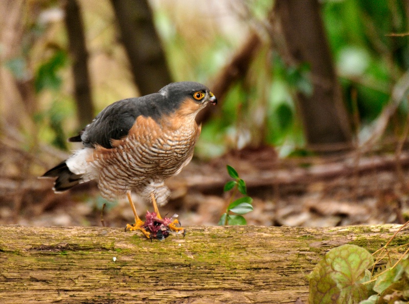 Sparrowhawk