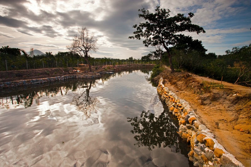 Fishpond on a serene day