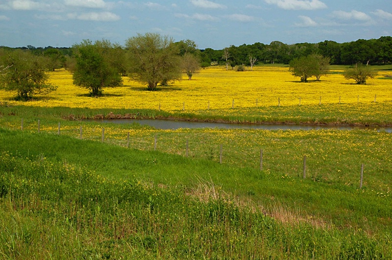 ~Spring Green & Yellow~