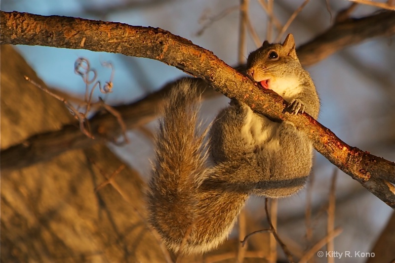 Squirrel Lollypop - ID: 11458868 © Kitty R. Kono