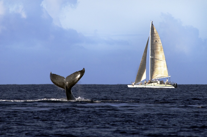 Whale Tail in Maui, Hawaii