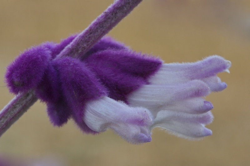 purple sage