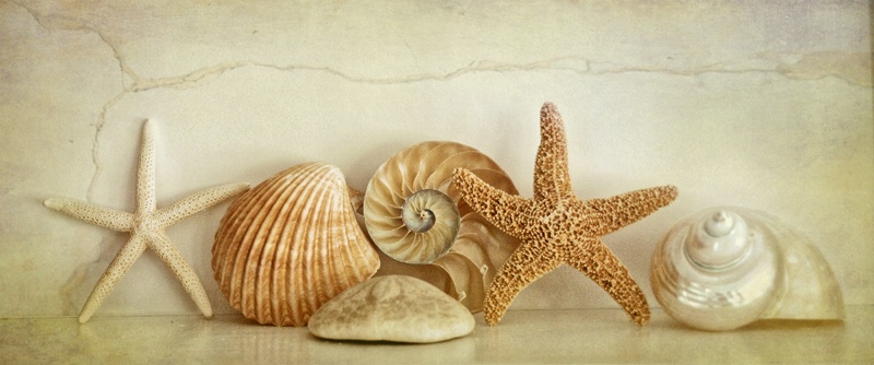 Shells