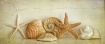 Shells
