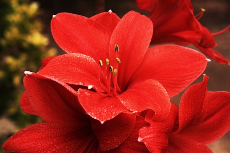 Amaryllis