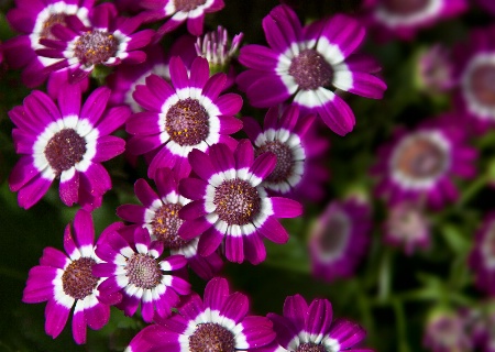 Pinwheel Flowers