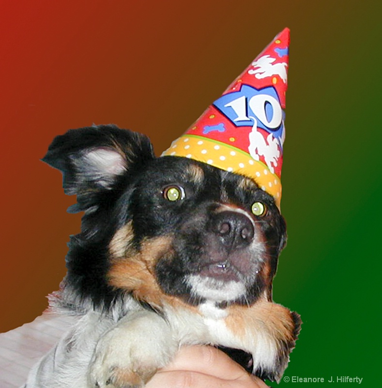 Lucky's birthday party - ID: 11460326 © Eleanore J. Hilferty