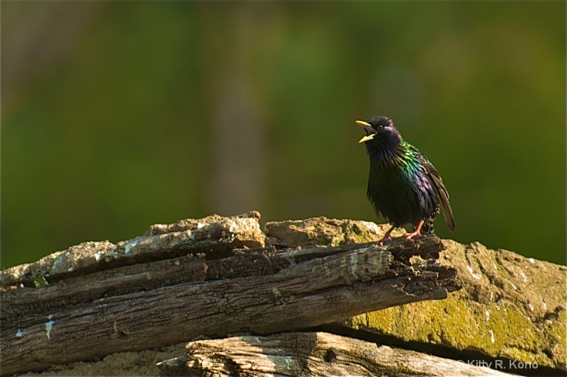Starling Singing For Spring