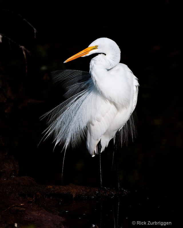 Great Egret Ruffled - ID: 11460711 © Rick Zurbriggen