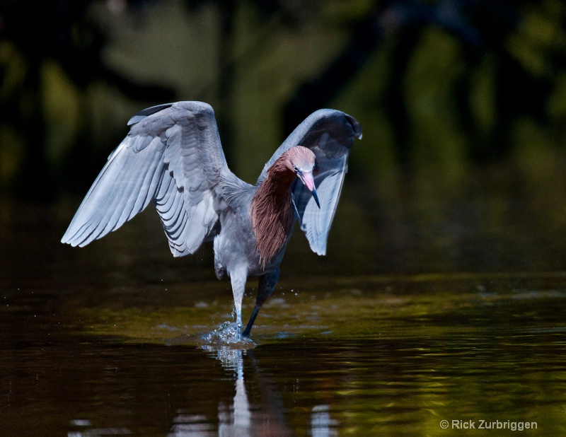 Reddish Egret Wings Focus - ID: 11460720 © Rick Zurbriggen