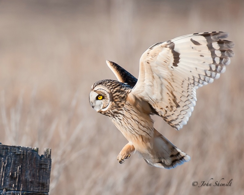 Short-eared Owl -  Feb 11th, 2011 - ID: 11460773 © John Shemilt