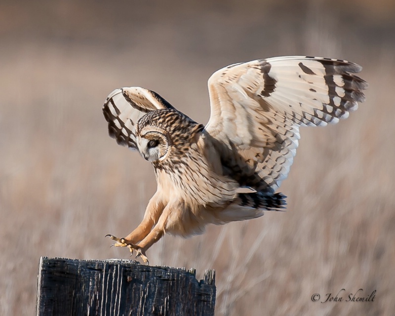 Short-eared Owl - Feb 11th, 2011 - ID: 11460774 © John Shemilt