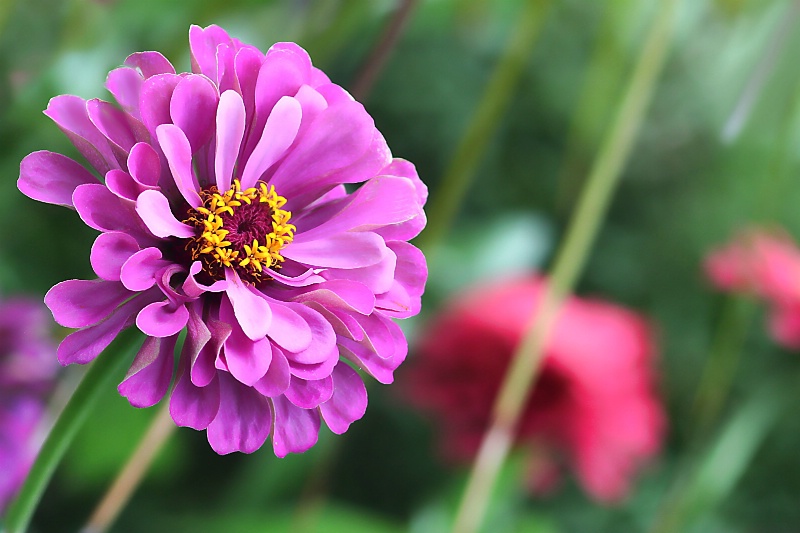 zinnia garden