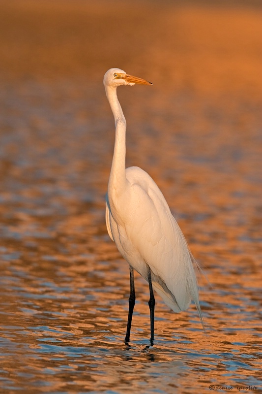 Great Egret in first light