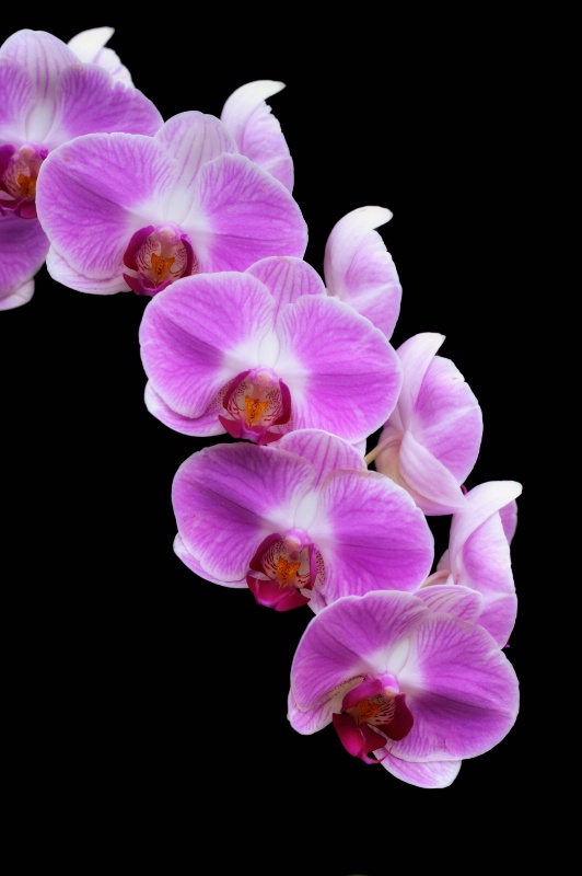 Arc of Orchids