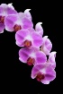 Arc of Orchids