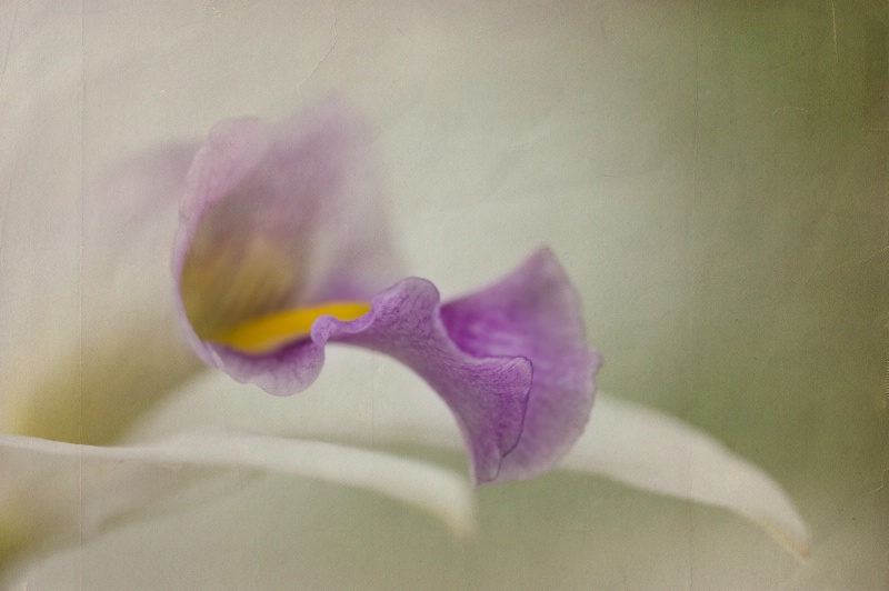 Orchid overlay