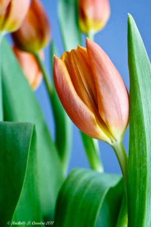 Spring Tulip