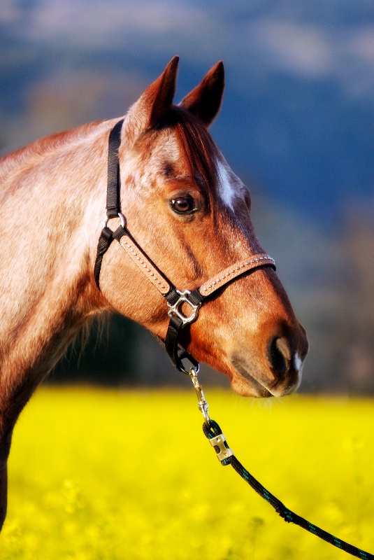 Woody Profile