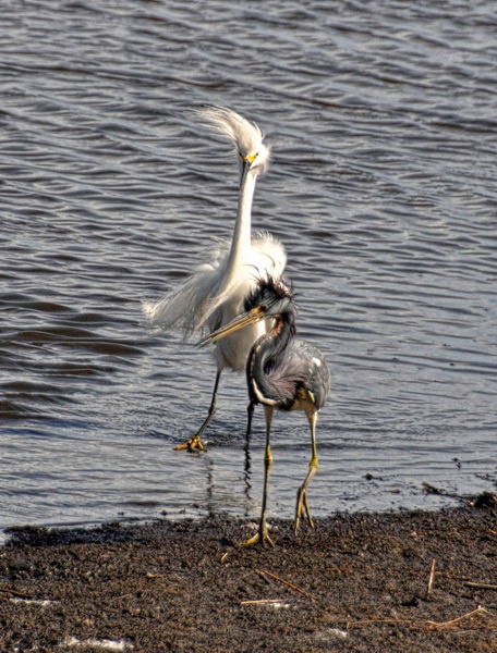 Windy day on the marsh