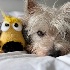 © Anne M. Young PhotoID # 11463443: Me and my toy