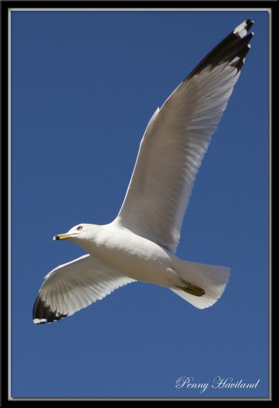 Havasu Gull