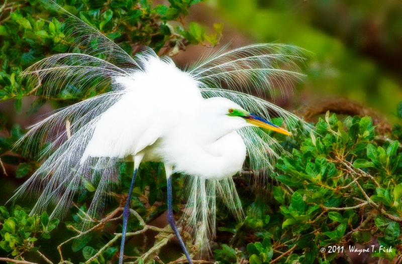 Egret 