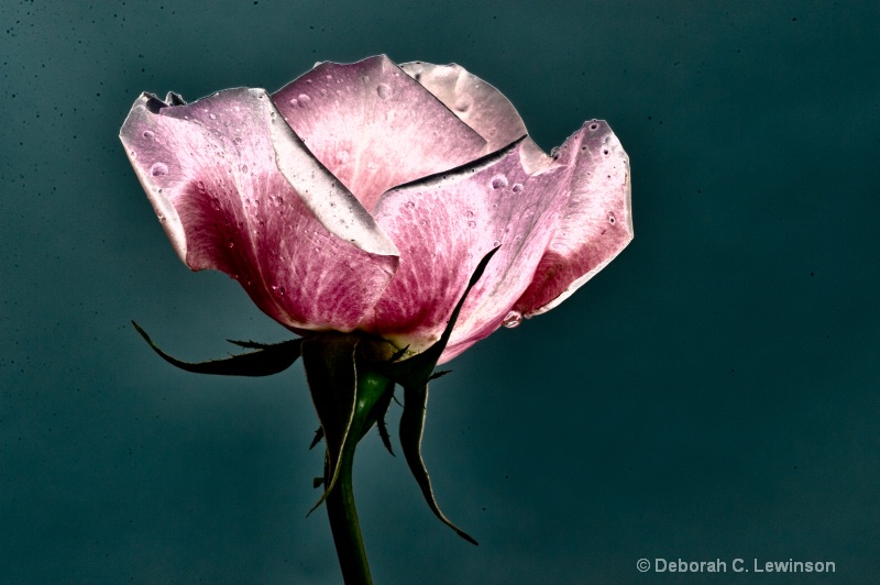 Solarized Rose - ID: 11465842 © Deborah C. Lewinson