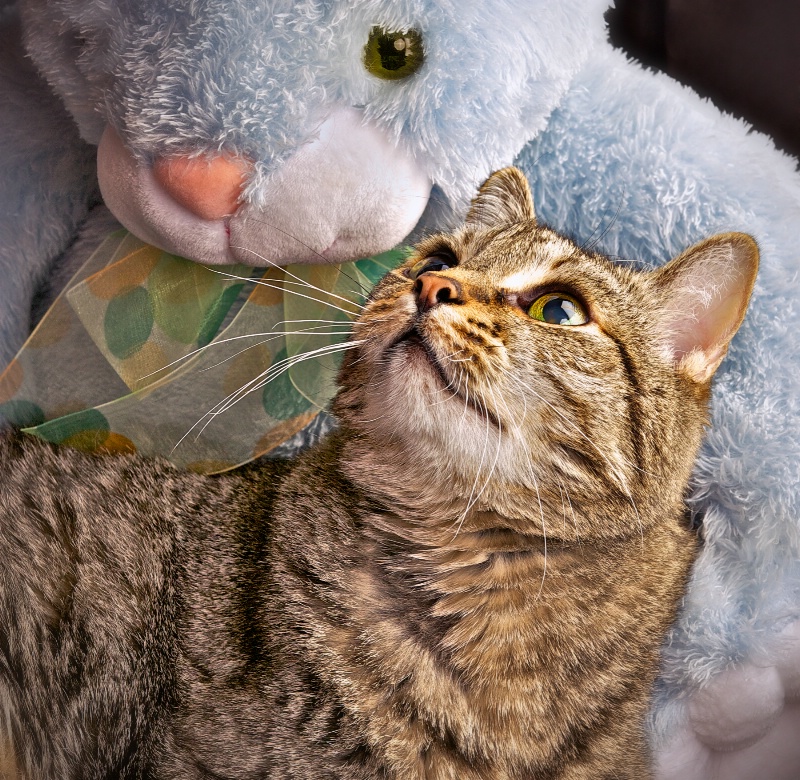 The Cat and the Bunny