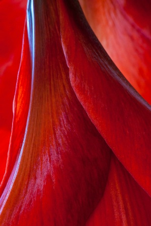 Red Amaryllis 2