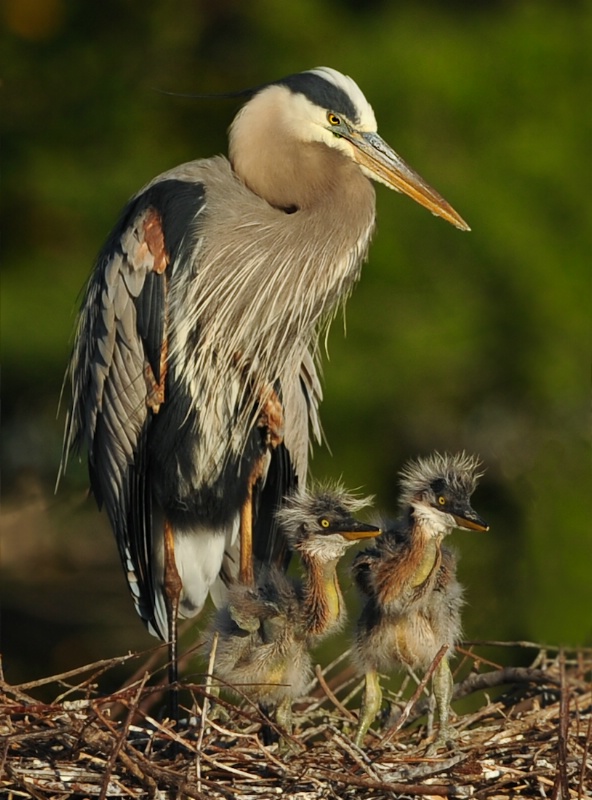 A big welcome to the new GBH's