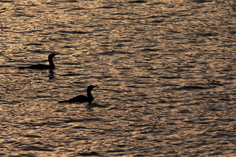 Extra Click - Loon(?) in Willamette River
