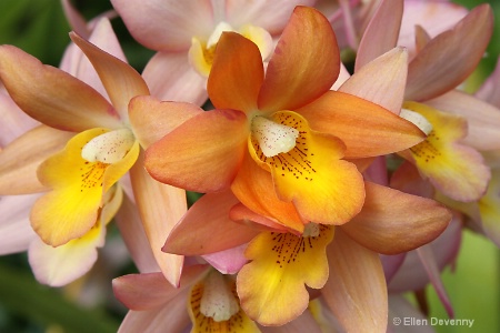 Orchids