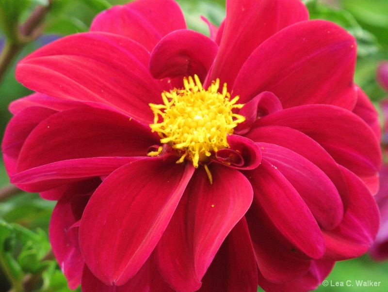Another Red Dahlia