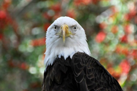 Beautiful Eagle