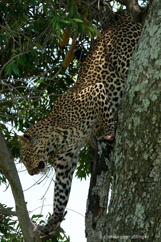 DSC_9384 Leopard descending tree - ID: 11467169 © Chris Attinger