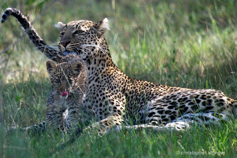 DSC_9677 Leopard mother & cub - ID: 11467202 © Chris Attinger