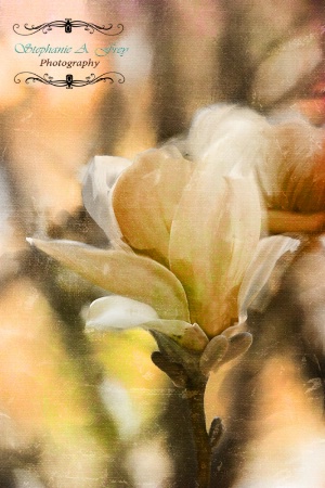 Magnolia