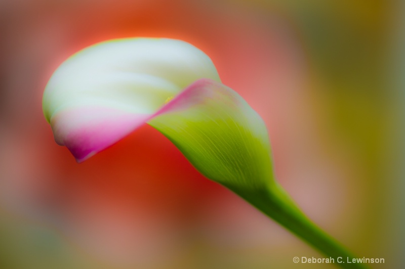 Tulip Dream - ID: 11467495 © Deborah C. Lewinson