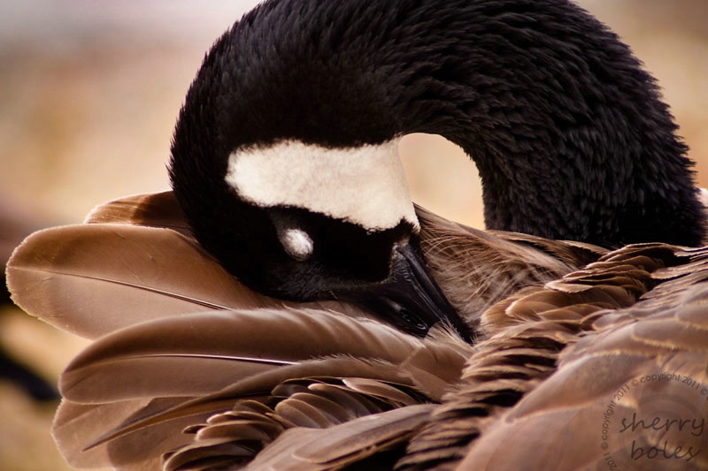 gracefully grooming